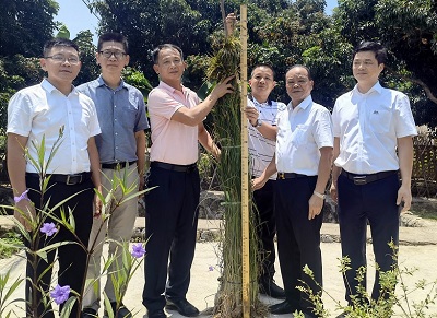 微風掠過，稻浪翻滾 ｜朱日楊董事長(cháng)一(yī)行赴溪西村考察“三饒香稻”種質繁育及配套栽培技術示範基地(dì)